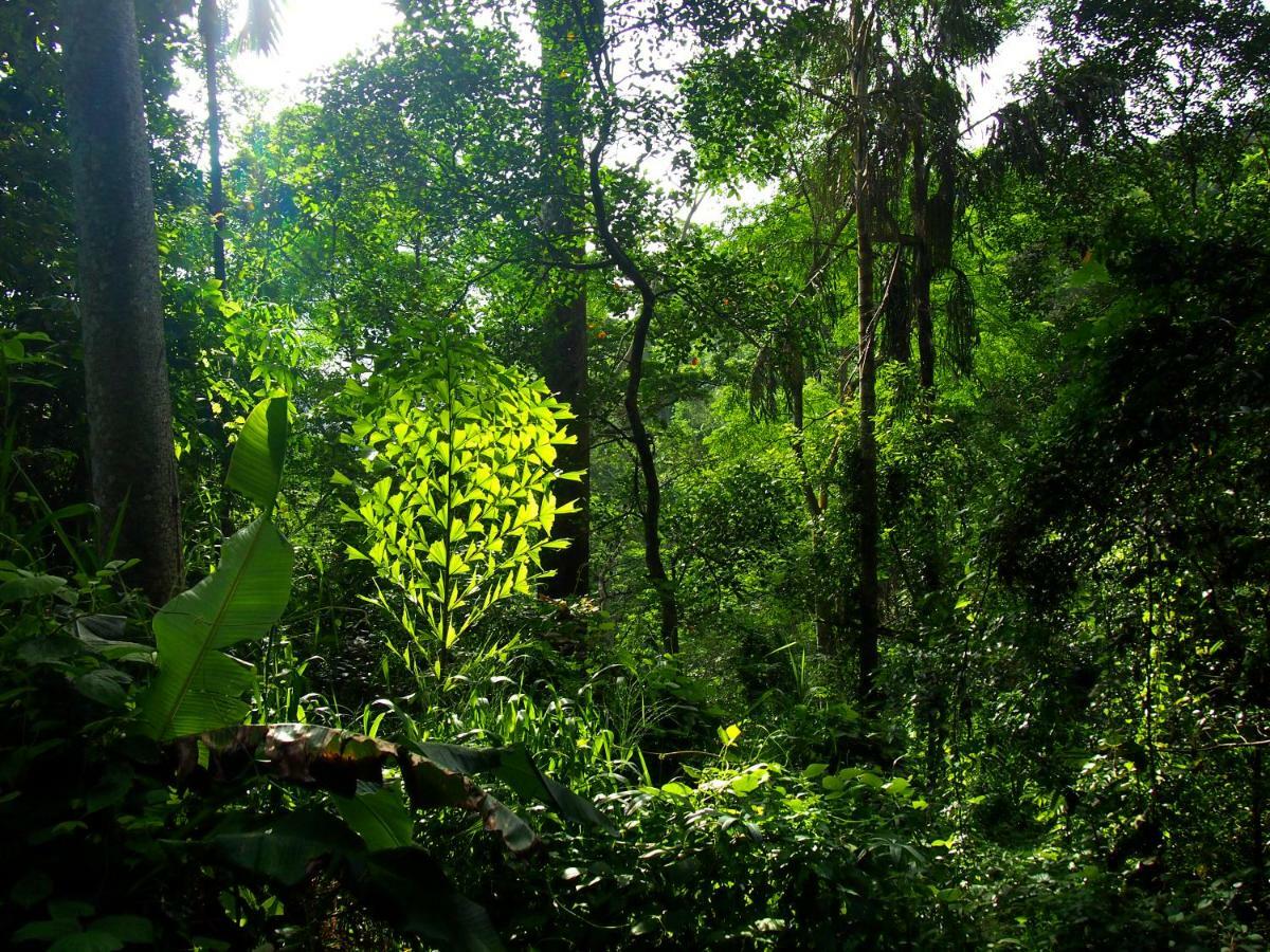 Natural Mystic Sanctuary Deniyaya Luaran gambar