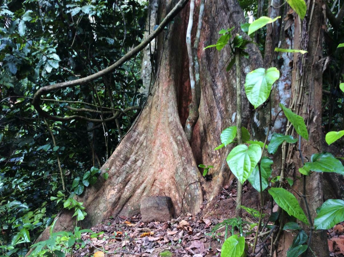 Natural Mystic Sanctuary Deniyaya Luaran gambar